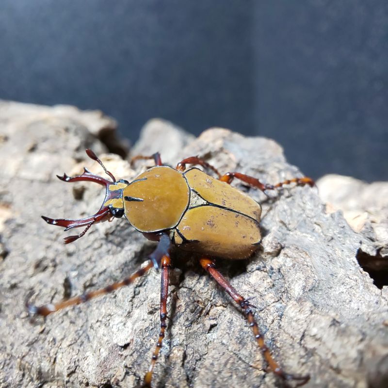 画像1: 【最終ロット】ワリックツノカナブン 成虫ペア